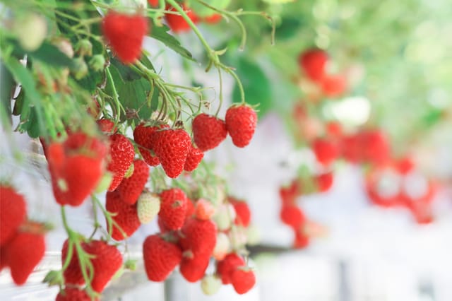 Strawberry Picking + Winter Sled + Eobi Ice Valley One Day Tour - Photo 1 of 6